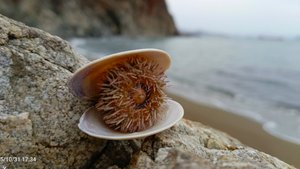 Спускалась к морю послушать шум прибоя