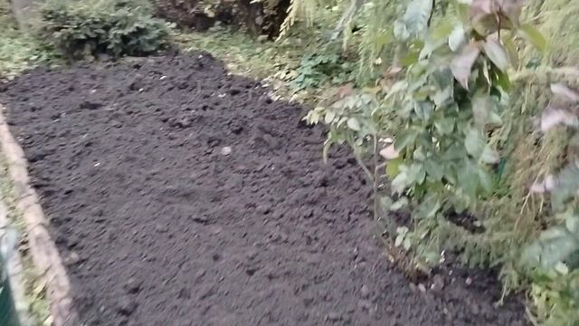 Готовлю почву под посадку тюльпанов 30.10.25.