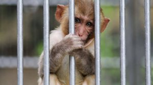 Садист-семьянин покупал видео с пытками и изнасилованиями обезьян