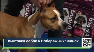 Выставка собак в Набережных Челнах