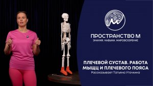 Плечевой сустав. Работы мышц и плечевого пояса