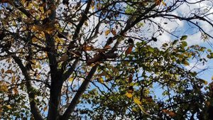 Осень на Ромашковой. О снова пили, и снова жечь. Краснодар, дача, 01.11.2025.