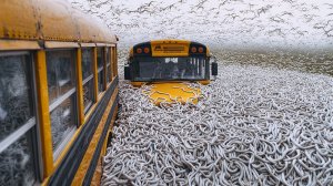 По Всему Миру Происходит НЕЧТО НЕВОЗМОЖНОЕ! Случаи В ПРИРОДЕ Один На МИЛЛИОН!