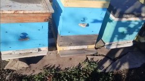 Подготовка пчел к зиме в деревянных ульях.