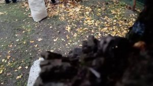 Убираем листву ореха.