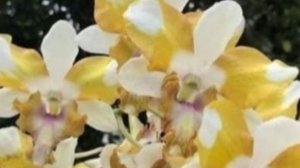 П-10. Ч. 4. Обзор подростка дендробиума Nopporn Starbright Dao с 10-й посылки после пересадки