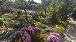 Обзор цветника на 1 ноября!