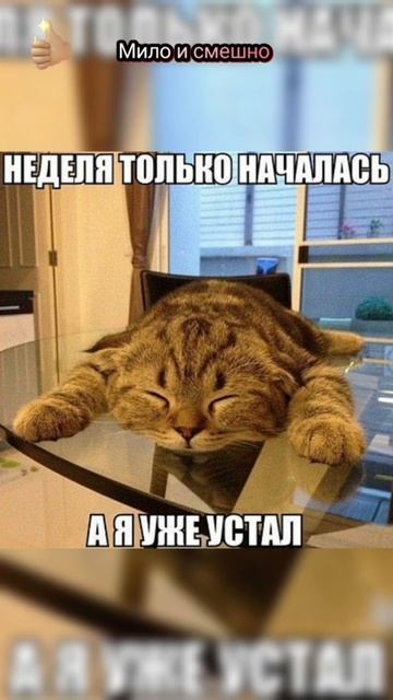 Котики смешные котейки 👍😻😻#кот #юмор смотреть онлайн