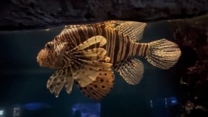 Подводный мир. 2025 г.