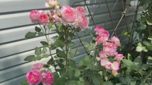 Роза Мадам де Сталь. Начало цветения.