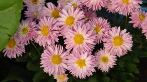 22..10..2025  тэц  ПВН MP4   (367)