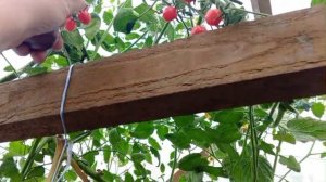 Вот и лето прошло Последние кустики томатов.mp4