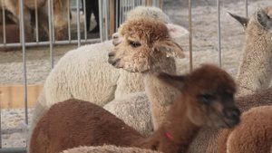 Россельхознадзор дал «добро» на снятие с карантина 250 чилийских альпак