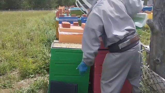 Пасека Клипиных 2025