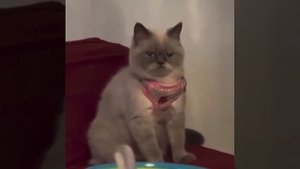 Лицо деда, которому не наливают