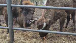 Национальный парк «Мещёра» Владимирская область