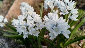 Пушкиния. Место и сроки посадки