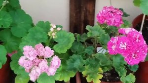 v22*Розебуды, последний обзор в теплице. 26 сентября