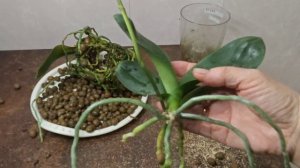 03-11-2025.Орхидея белая мультифлора.Отделяю детку.