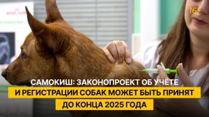 Самокиш: законопроект об учёте и регистрации собак может быть принят до конца 2025 года