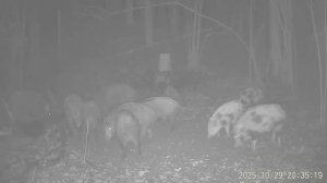 Подкормка диких животных