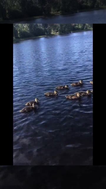 Ленобласть. Хвойное. 11.07.2024. Часть 62. Утята_ О завтраке нам напоминать не надо. Помним