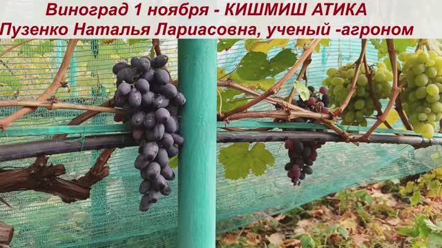 Виноград, сохранившийся на кустах после созревания 2,5 месяца -до 1 ноября - КИШМИШ АТИКА. смотреть онлайн