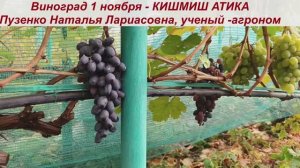 Виноград, сохранившийся на кустах после созревания 2,5 месяца -до 1 ноября - КИШМИШ АТИКА.