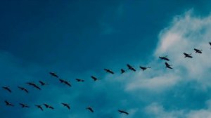 Ты там прекрасная...mp4