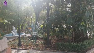 Крым. ЮБК. #Гаспра Всё цветёт и птички поют! Часть 1. 31.10.25 #юбк #андрейкрымский #артемийкрым