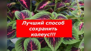 Как размножить понравившийся Колеус?