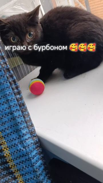 играю с бурбоном