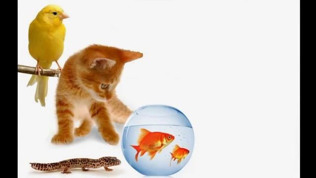 Have you got a pet (song for children) смотреть онлайн