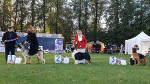27.09.2025, СПб. Клуб "Русский Стиль" (РКФ, РФСС"). Выставка собак САС 1 группы FCI