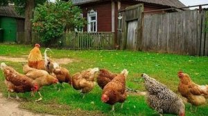 ВОТ ТАТАК И ЖИВЕМ,КАНАЛ ПРО ЖИЗНЬ