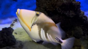 Морские обитатели.2025г.