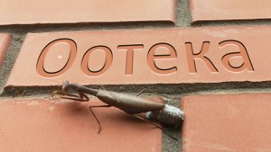 Как выглядят «золотые» яйца богомолов / Кокон богомола