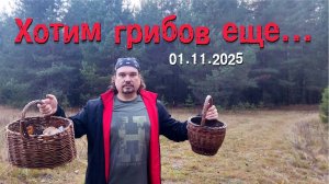 Хотим грибов еще... 01.11.2025