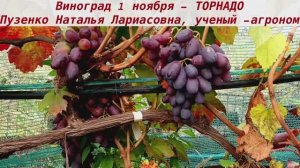 👍Виноград, сохранившийся на кустах после созревания до 1 ноября -ТОРНАДО.Очень крупные грозди.