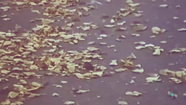 Листья жгут  М.Боярский