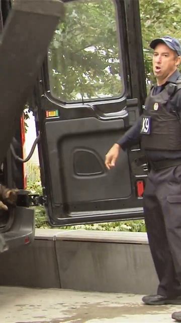 Полицейский спускает стаю собак на преступника.