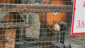 Белка.🐿️ Зоопарк. Воронеж