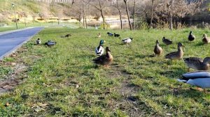 01-11-2025 У нас выходной/ Парк Дворянское гнездо/ Кормление диких уток