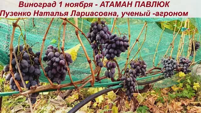 👍Виноград, сохранившийся на кустах -до 1 ноября - АТАМАН ПАВЛЮК. смотреть онлайн