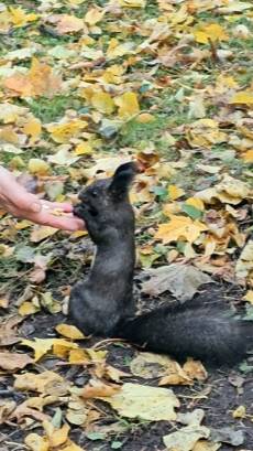 Белка кушает из рук