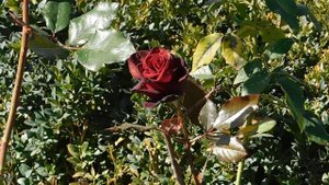 30=10=2025  СОЛНЕЧНЫЙ ОСТРОВ. КРАСНОДАР  (8)