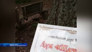 В Бутурлиновском районе растёт дуб, занесённый в общероссийский реестр