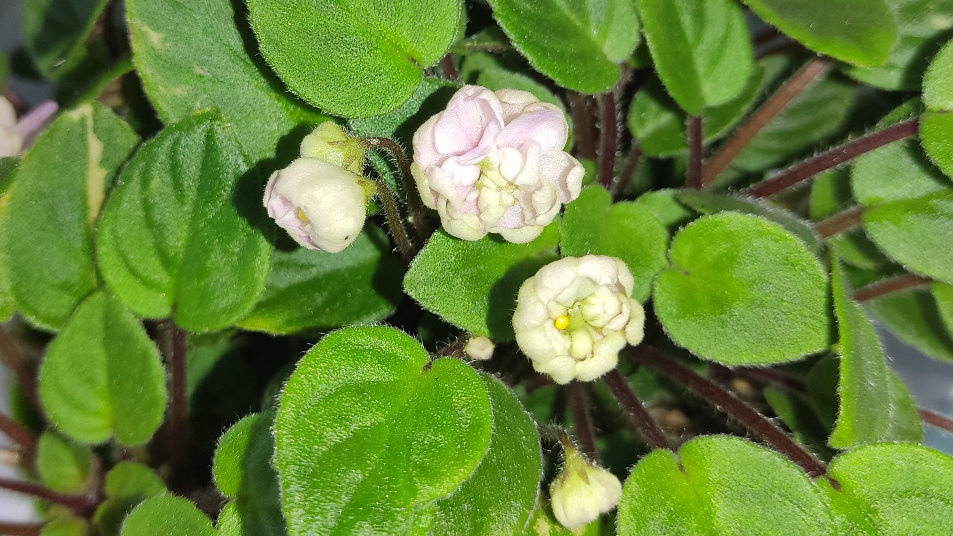 Фиалки без границ. смотреть онлайн