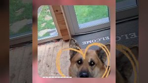 1000038940.mp4 (Собака смотрит на монтаж электропроводки (распайку р/коробок) в доме А-фрейм)