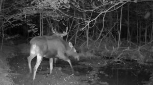 Лоси фото ловушка